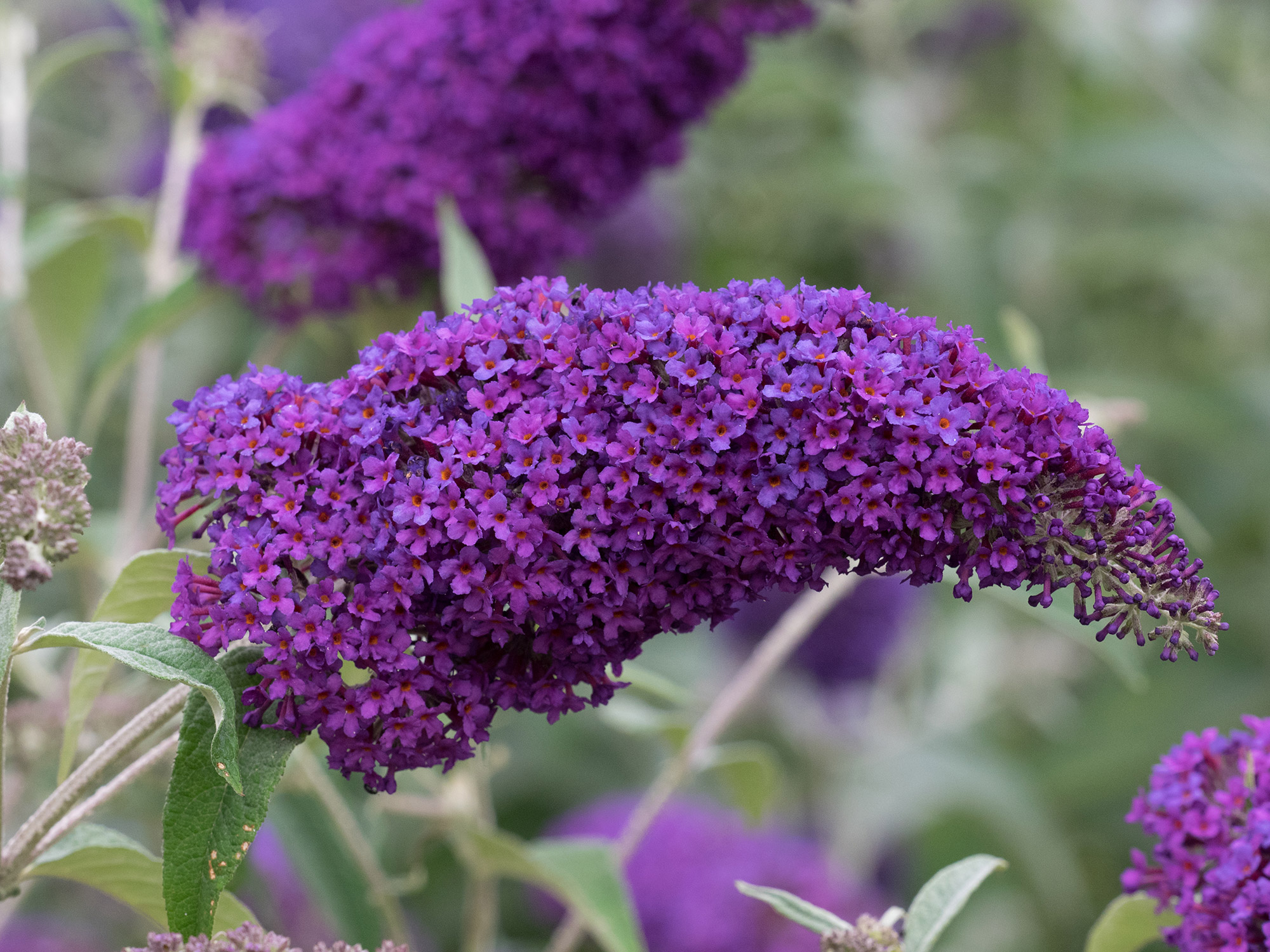 Представитель Семейства Buddlejaceae
